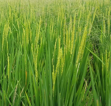 Green and beautiful paddy rice field, farming the rice, rice plantation, paddy plantation in asia