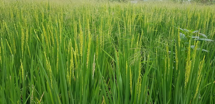 Green and beautiful paddy rice field, farming the rice, rice plantation, paddy plantation in asia