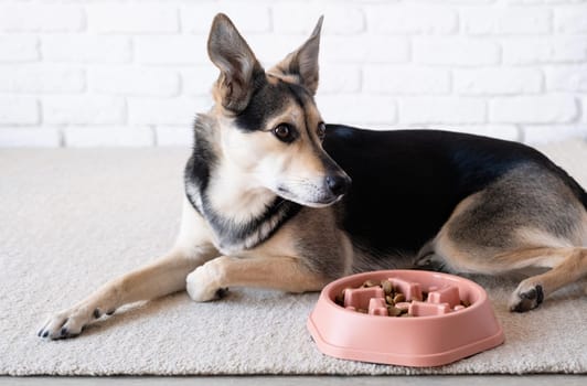 orange dog bowl filled with dog food, with a maze design in the shape of dog bones in order to slow down fast eaters. It sits on a placemat with a sandwich
