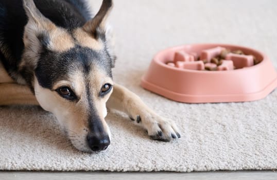 orange dog bowl filled with dog food, with a maze design in the shape of dog bones in order to slow down fast eaters. It sits on a placemat with a sandwich