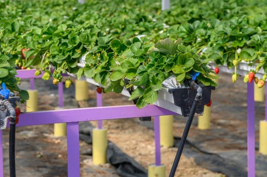 Lush growth of strawberries in a greenhouse, Northern Cyprus 7