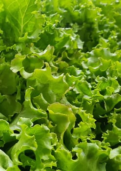 fresh growing lettuce leaves used as main ingredients for salad in the garden very green and healthy diet in the farm