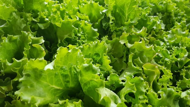 fresh growing lettuce leaves used as main ingredients for salad in the garden very green and healthy diet in the farm