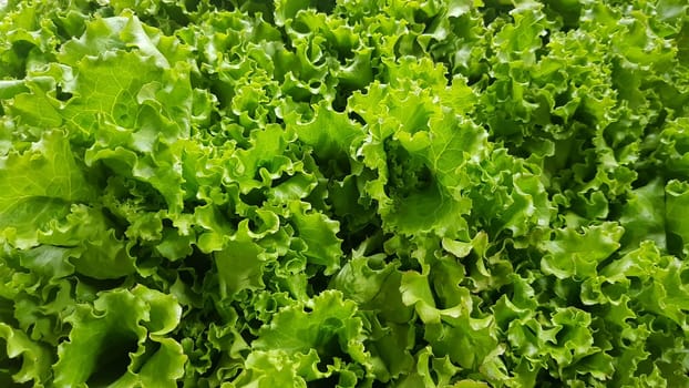 fresh growing lettuce leaves used as main ingredients for salad in the garden very green and healthy diet in the farm