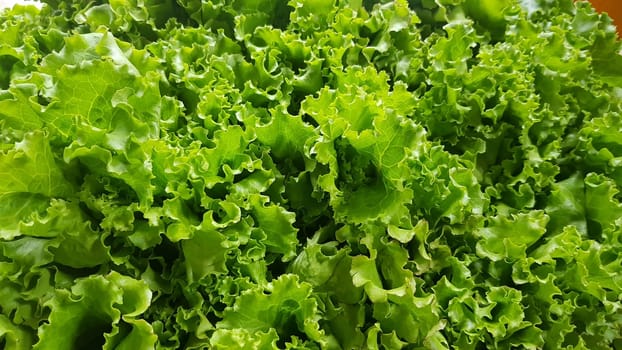 fresh growing lettuce leaves used as main ingredients for salad in the garden very green and healthy diet in the farm