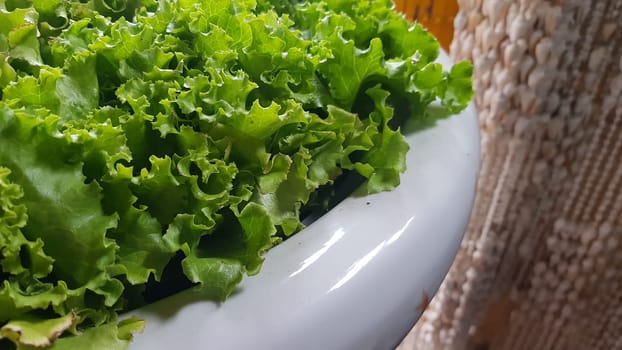 fresh growing lettuce leaves used as main ingredients for salad in the garden very green and healthy diet in the farm