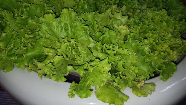 fresh growing lettuce leaves used as main ingredients for salad in the garden very green and healthy diet in the farm