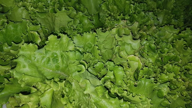 fresh growing lettuce leaves used as main ingredients for salad in the garden very green and healthy diet in the farm