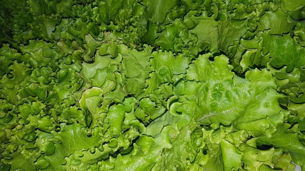 fresh growing lettuce leaves used as main ingredients for salad in the garden very green and healthy diet in the farm