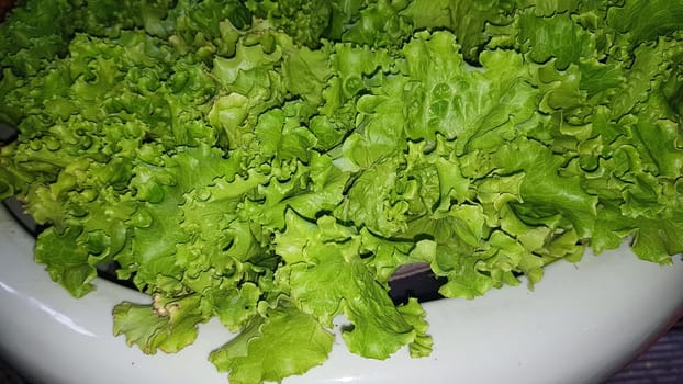 fresh growing lettuce leaves used as main ingredients for salad in the garden very green and healthy diet in the farm