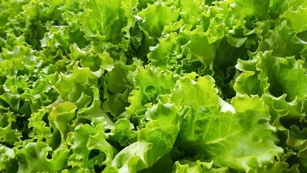 fresh growing lettuce leaves used as main ingredients for salad in the garden very green and healthy diet in the farm
