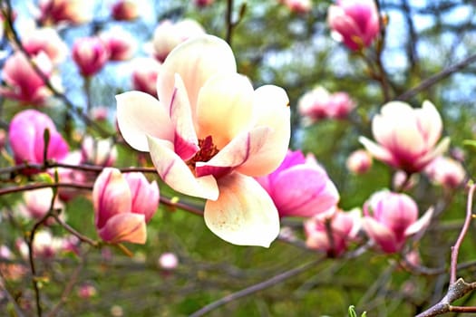 a tree or shrub with large, typically creamy-pink, waxy flowers. Magnolias are widely grown as ornamental trees.