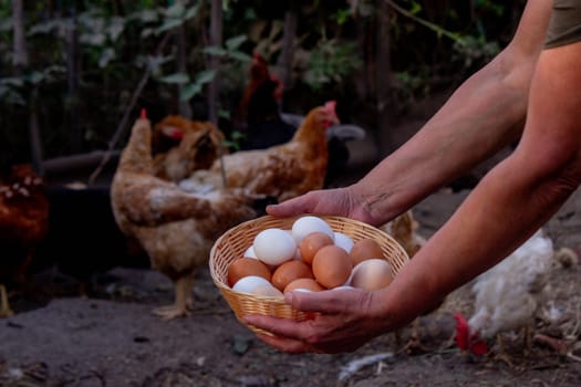 a woman holds chicken eggs in her hands against the background of chickens. farm