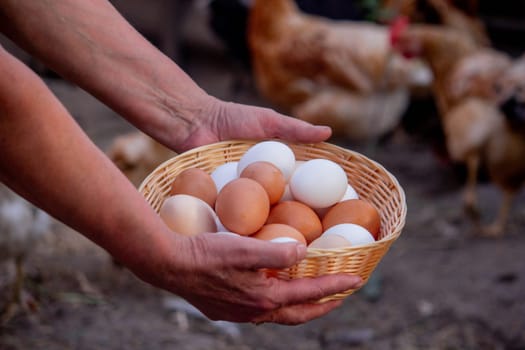 a woman holds chicken eggs in her hands against the background of chickens. farm