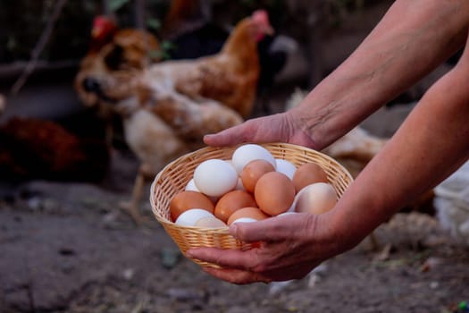 a woman holds chicken eggs in her hands against the background of chickens. farm