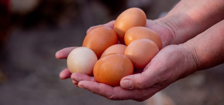 a woman holds chicken eggs in her hands against the background of chickens. farm