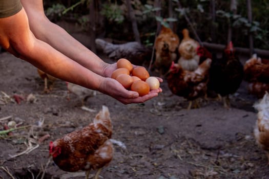 a woman holds chicken eggs in her hands against the background of chickens. farm