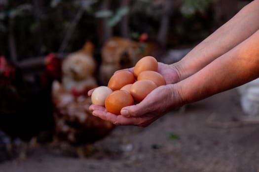 a woman holds chicken eggs in her hands against the background of chickens. farm