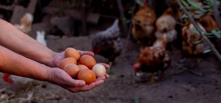 a woman holds chicken eggs in her hands against the background of chickens. farm