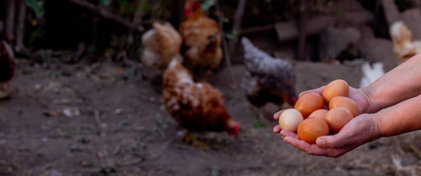 a woman holds chicken eggs in her hands against the background of chickens. farm