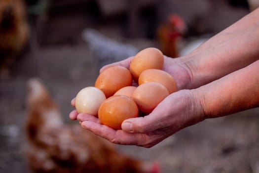 a woman holds chicken eggs in her hands against the background of chickens. farm