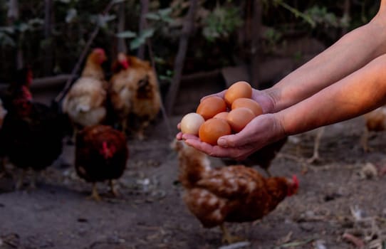 a woman holds chicken eggs in her hands against the background of chickens. farm