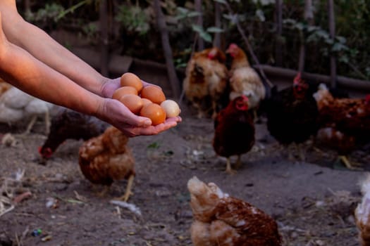 a woman holds chicken eggs in her hands against the background of chickens. farm