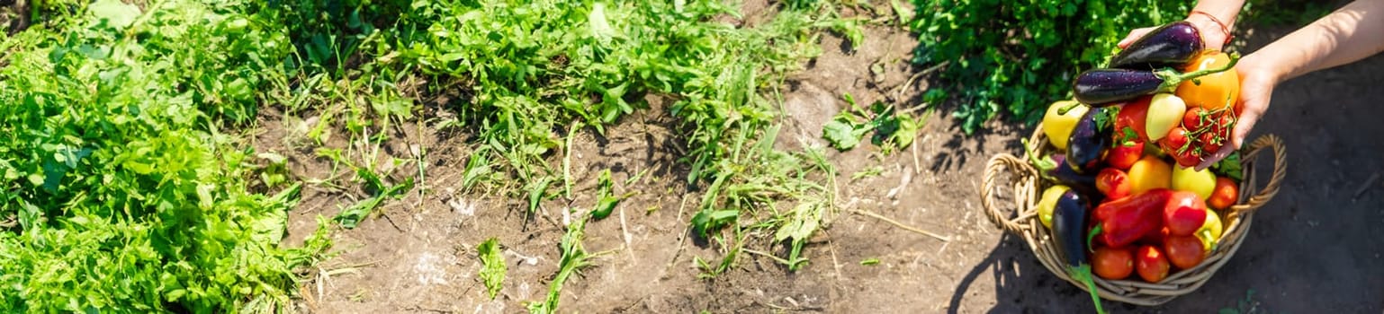 A woman is harvesting vegetables in the garden. Selective focus. Food.