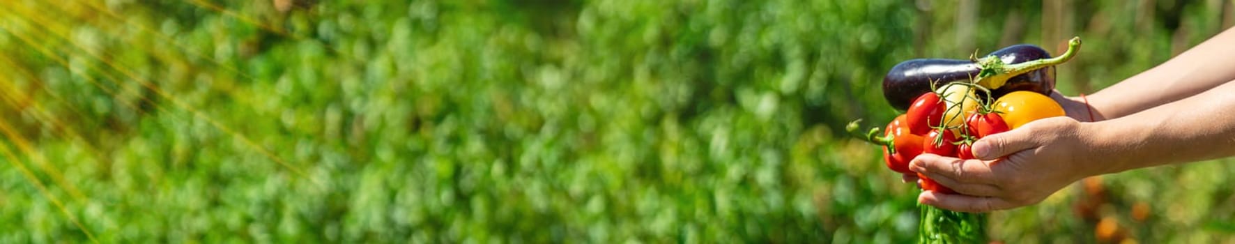 A woman is harvesting vegetables in the garden. Selective focus. Food.