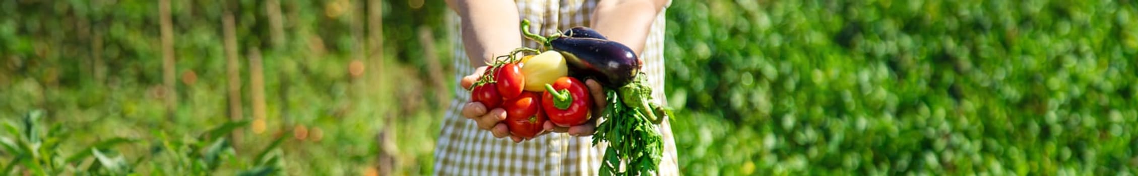 A woman is harvesting vegetables in the garden. Selective focus. Food.