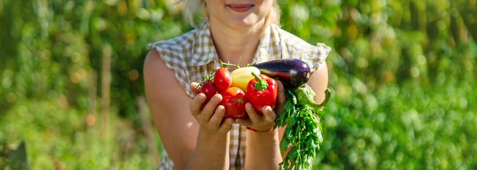 A woman is harvesting vegetables in the garden. Selective focus. Food.