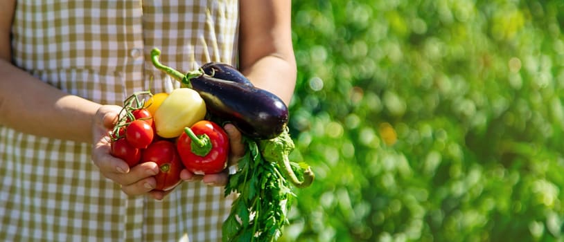 A woman is harvesting vegetables in the garden. Selective focus. Food.