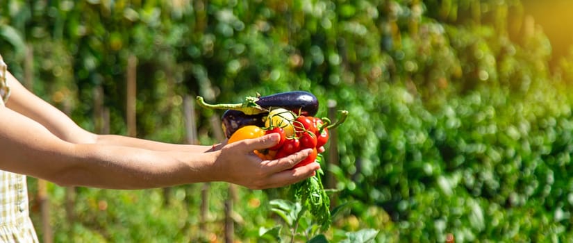 A woman is harvesting vegetables in the garden. Selective focus. Food.