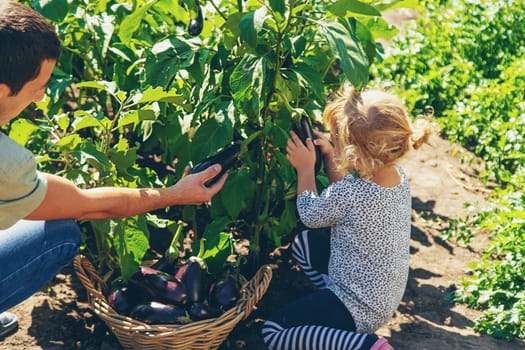 A man farmer and a child harvest eggplants. Selective focus. Food.