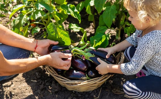 A man farmer and a child harvest eggplants. Selective focus. Food.