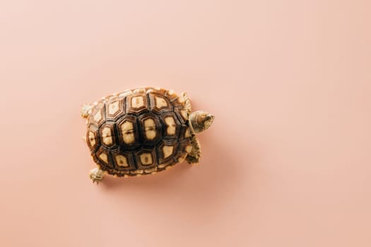 African spurred Sulcata tortoise walking isolated on pink background, desert tortoise