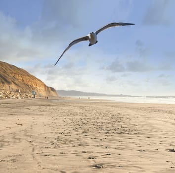 Flight, beach and seagull with blue sky, sand and freedom for animals in migration or travel in air. Nature, wings and bird flying with calm clouds, ocean and tropical landscape with summer wildlife