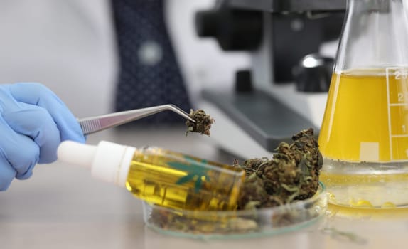 Cannabis samples on table in medical laboratory. Cannabidiol is recognized as a treatment for epilepsy. Research goals. Selection process with each bush population. Non-narcotic variety