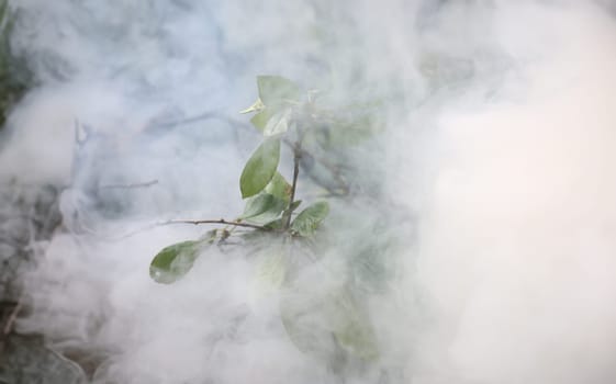 Close-up of plant enveloped in smoke. Cloud of thick fumes around flower in field. Forest fires and burning nature. Dangerous situation with fire concept