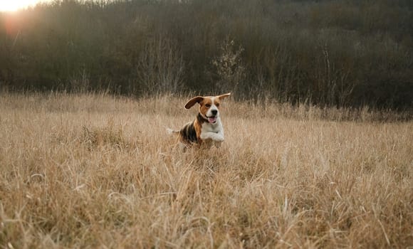 Running beagle puppy in autumn grass outdoor. Cute dog on playing on nature background outside city. Adorable young doggy. High quality photo