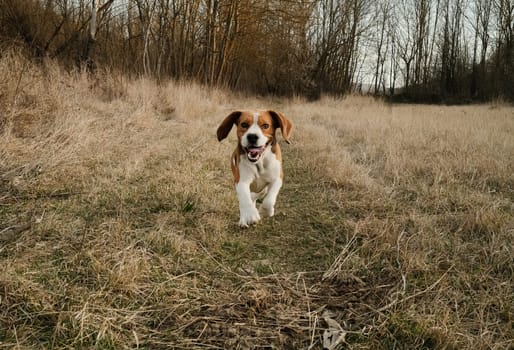 Running beagle puppy in autumn grass outdoor. Cute dog on playing on nature background outside city. Adorable young doggy. High quality photo