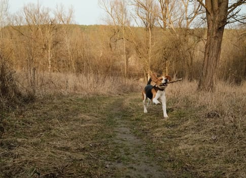 Playing little puppy beagle with stick on yellow lawn, countryside nature. Doggy training. Happy lovely pet, new member of family. High quality photo