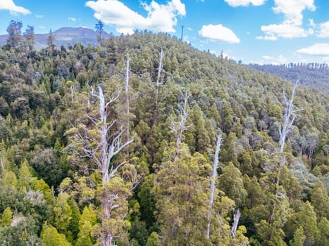 STYX VALLEY, AUSTRALIA - FEBRUARY 20: Forestry Tasmania continues logging of Southwest National Park in the Styx Valley, a World Heritage Area. This area contans old growth native forest. Bob Brown Foundation continues to fight to protect these areas for both the environment and future generations. Images taken on February 20, 2024.