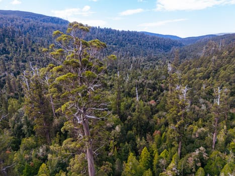 STYX VALLEY, AUSTRALIA - FEBRUARY 20: Forestry Tasmania continues logging of Southwest National Park in the Styx Valley, a World Heritage Area. This area contans old growth native forest. Bob Brown Foundation continues to fight to protect these areas for both the environment and future generations. Images taken on February 20, 2024.