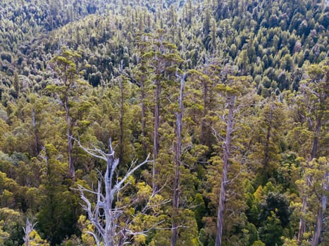 STYX VALLEY, AUSTRALIA - FEBRUARY 20: Forestry Tasmania continues logging of Southwest National Park in the Styx Valley, a World Heritage Area. This area contans old growth native forest. Bob Brown Foundation continues to fight to protect these areas for both the environment and future generations. Images taken on February 20, 2024.