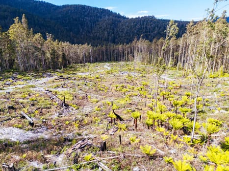 STYX VALLEY, AUSTRALIA - FEBRUARY 20: Forestry Tasmania continues logging of Southwest National Park in the Styx Valley, a World Heritage Area. This area contans old growth native forest. Bob Brown Foundation continues to fight to protect these areas for both the environment and future generations. Images taken on February 20, 2024.