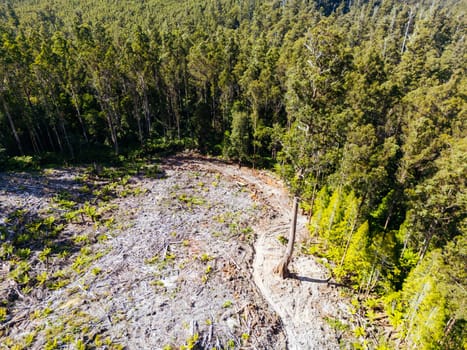 STYX VALLEY, AUSTRALIA - FEBRUARY 20: Forestry Tasmania continues logging of Southwest National Park in the Styx Valley, a World Heritage Area. This area contans old growth native forest. Bob Brown Foundation continues to fight to protect these areas for both the environment and future generations. Images taken on February 20, 2024.