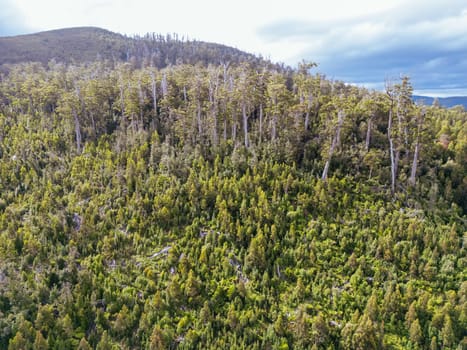 DOVER, AUSTRALIA - FEBRUARY 23: Forestry Tasmania continues logging of Southwest National Park near Dover, a World Heritage Area. This area contans old growth native forest, and home to the critically endangered Swift Parrot. Bob Brown Foundation continues to fight to protect these areas for both the environment and future generations. Images taken on February 23, 2024.