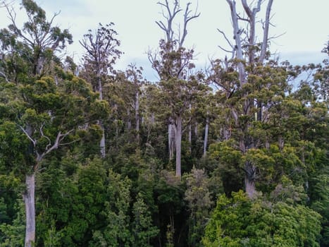 DOVER, AUSTRALIA - FEBRUARY 23: Forestry Tasmania continues logging of Southwest National Park near Dover, a World Heritage Area. This area contans old growth native forest, and home to the critically endangered Swift Parrot. Bob Brown Foundation continues to fight to protect these areas for both the environment and future generations. Images taken on February 23, 2024.