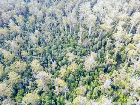 DOVER, AUSTRALIA - FEBRUARY 23: Forestry Tasmania continues logging of Southwest National Park near Dover, a World Heritage Area. This area contans old growth native forest, and home to the critically endangered Swift Parrot. Bob Brown Foundation continues to fight to protect these areas for both the environment and future generations. Images taken on February 23, 2024.